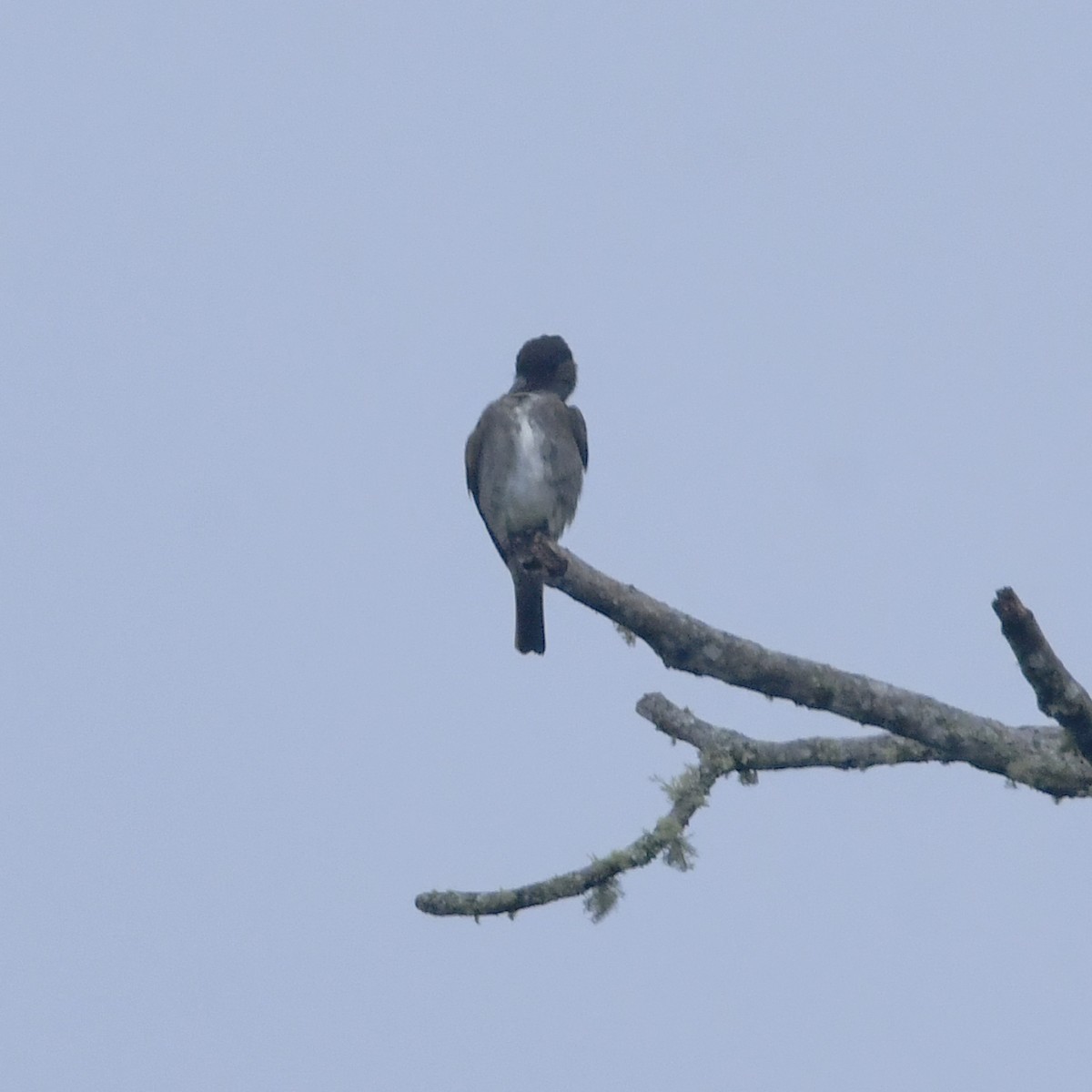 tyranovec severský - ML646650344