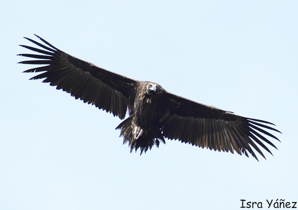 sup hnědý - ML646650350