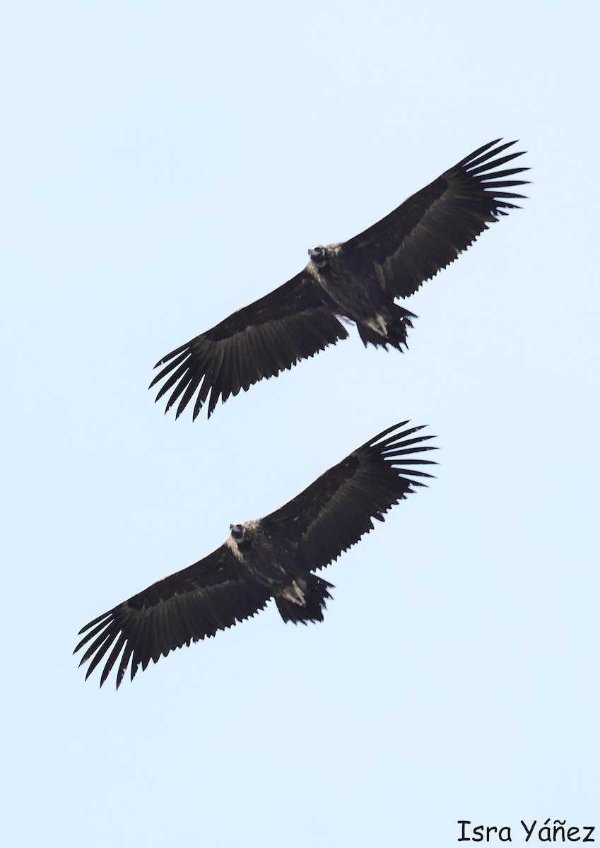 sup hnědý - ML646650351