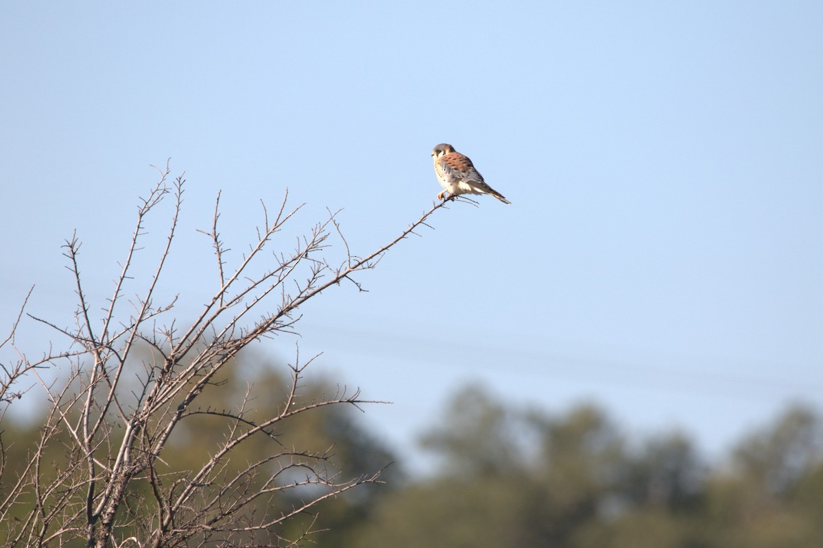 Ala Kerkenez - ML646650352