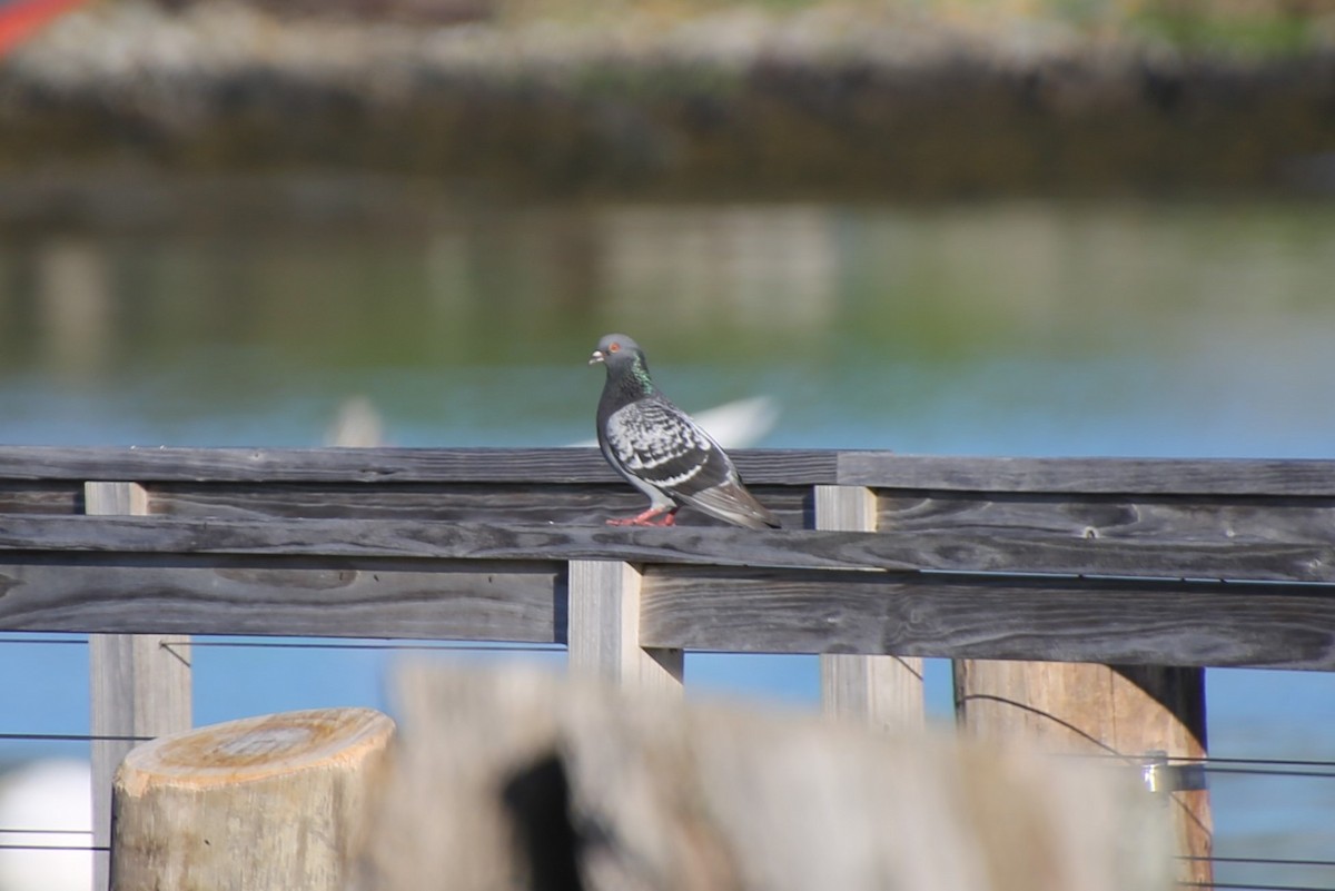 Piccione domestico - ML646650353