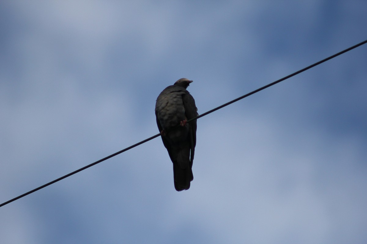 White-crowned Pigeon - ML646650355