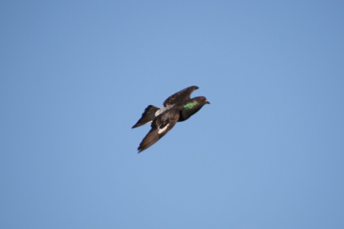 Piccione domestico - ML646650356