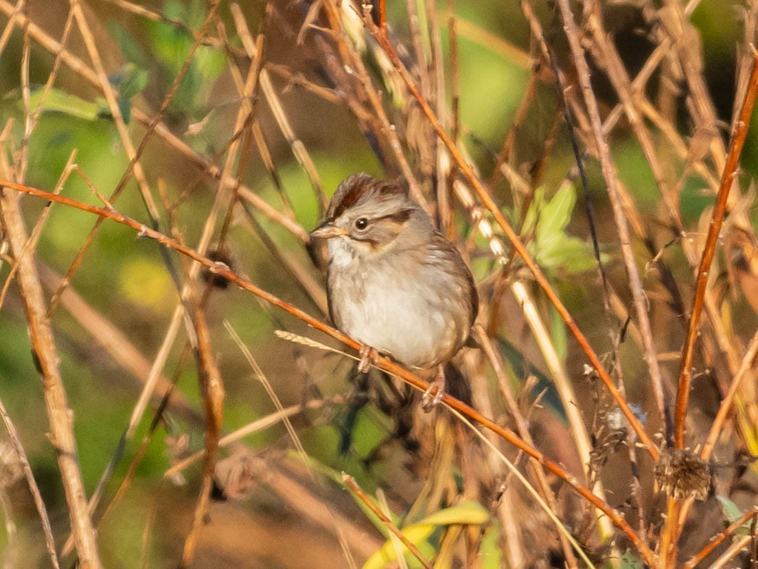 Chingolo Pantanero - ML646650357
