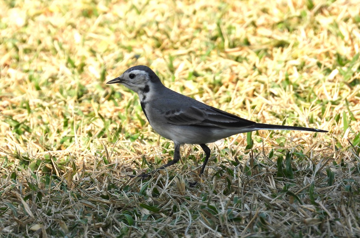 Bergeronnette grise - ML646650360