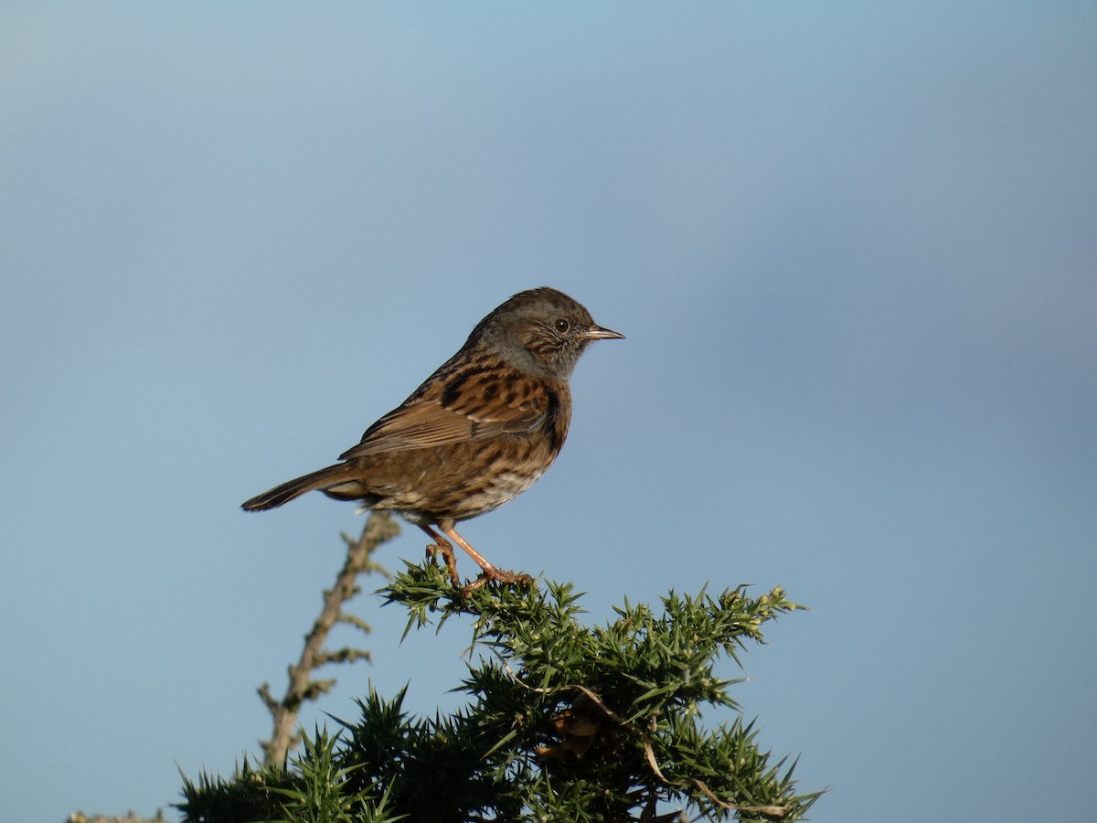 Dunnock - ML646650361