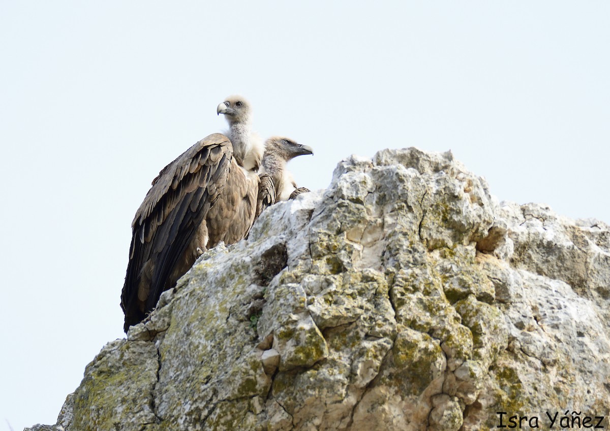 Eurasian Griffon - ML646650362