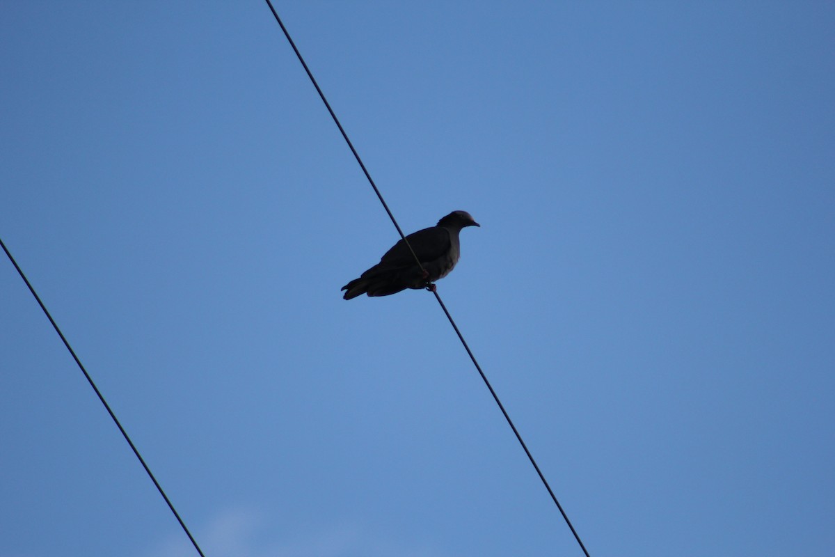 White-crowned Pigeon - ML646650364