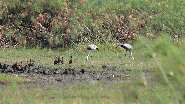 Журавель білошиїй - ML646650365