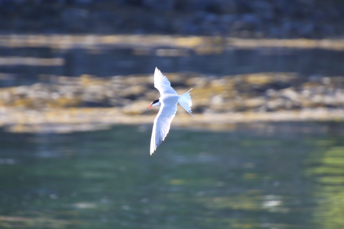 Sterna comune - ML646650367