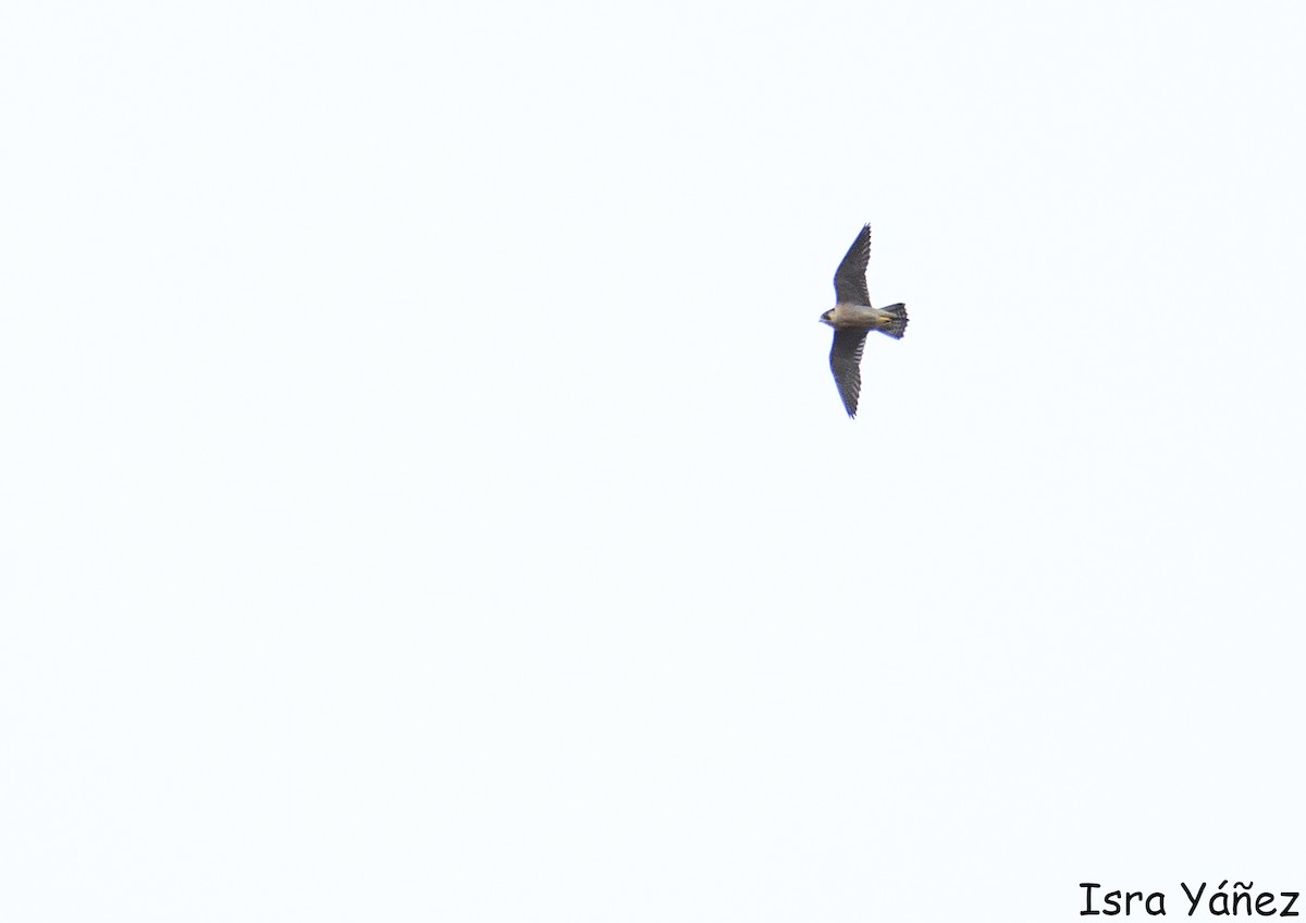 Peregrine Falcon - ML646650371