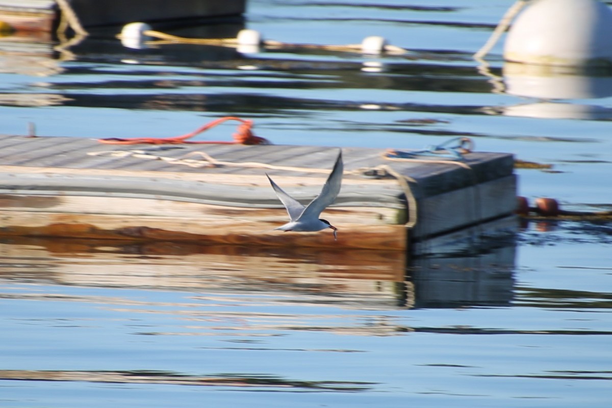 Sterna comune - ML646650372