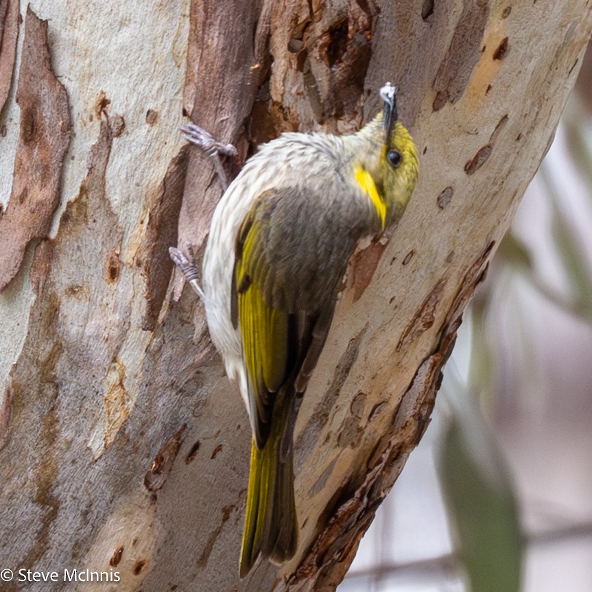 Yellow-plumed Honeyeater - ML646650376