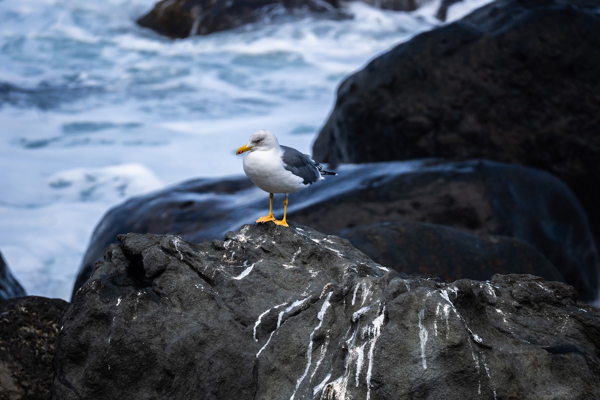 ニシセグロカモメ - ML646650377