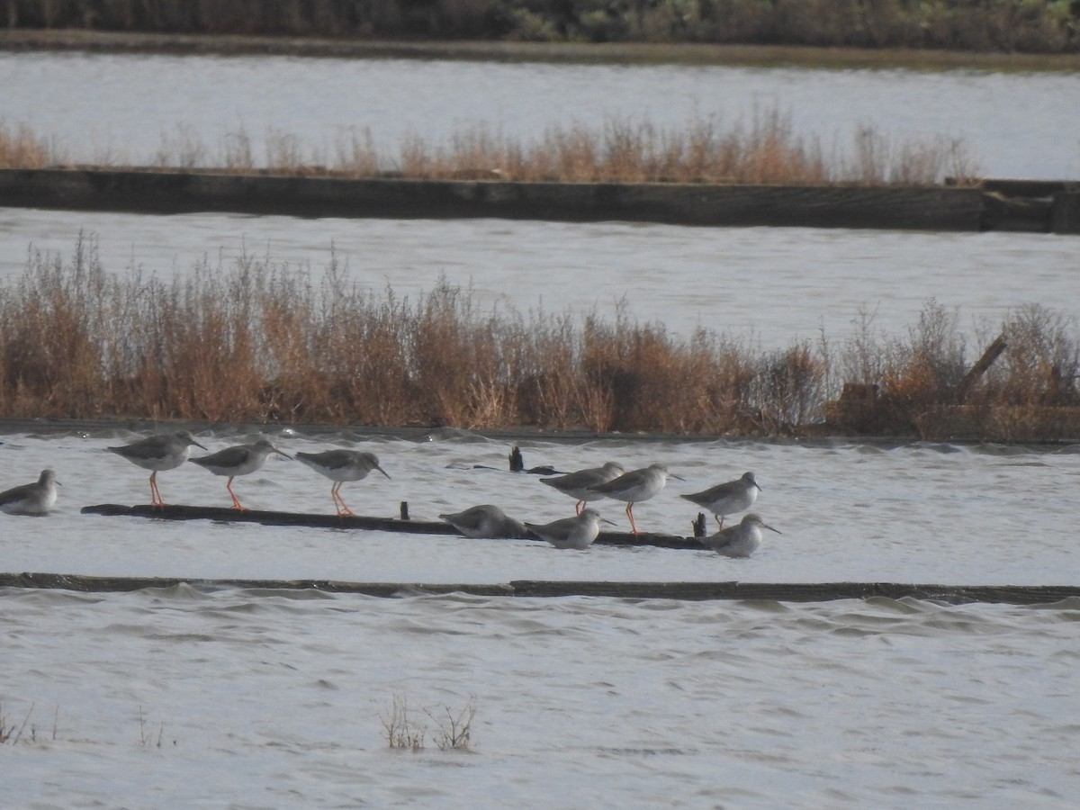 Archibebe Común - ML646650378