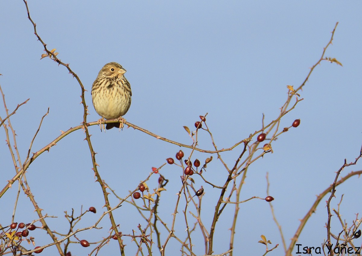 Corn Bunting - ML646650379