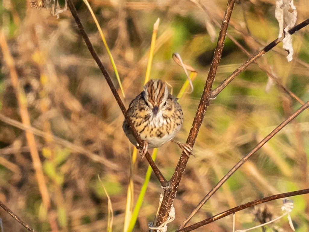 Chingolo de Lincoln - ML646650380