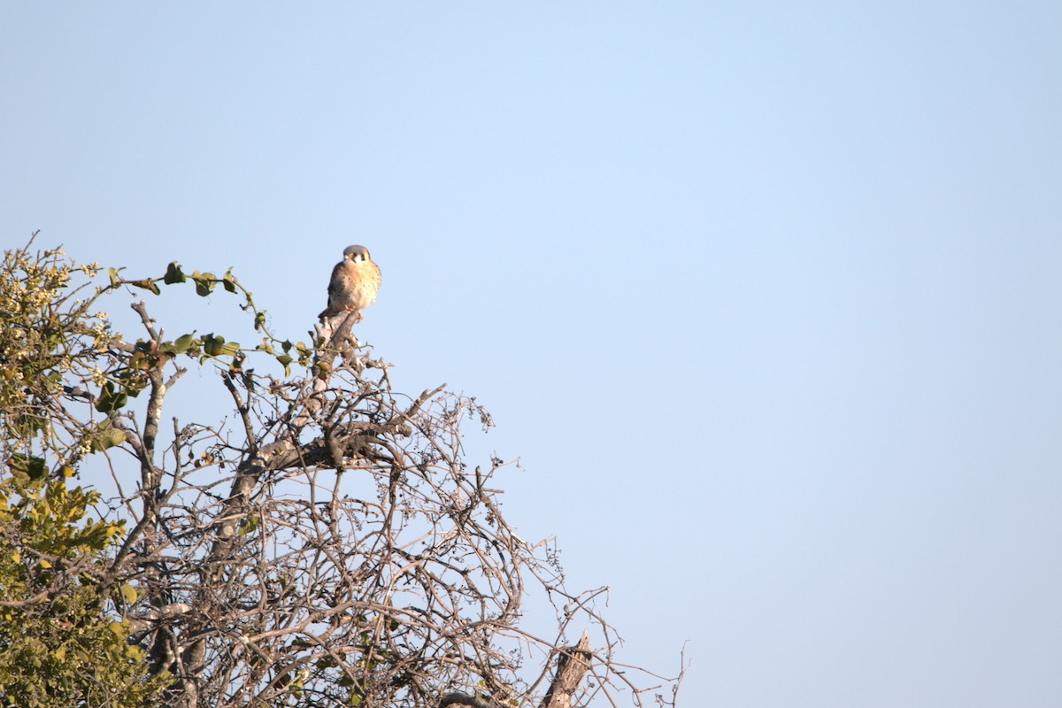 Ala Kerkenez - ML646650381