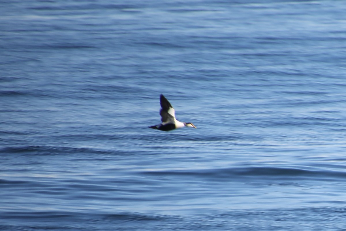 Edredone - ML646650382