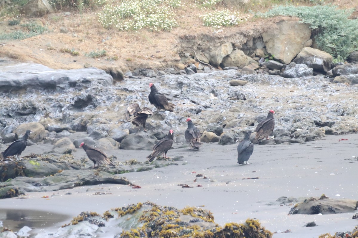 Turkey Vulture - ML646650383