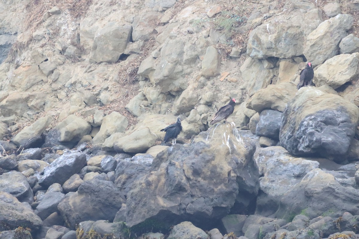 Turkey Vulture - ML646650384