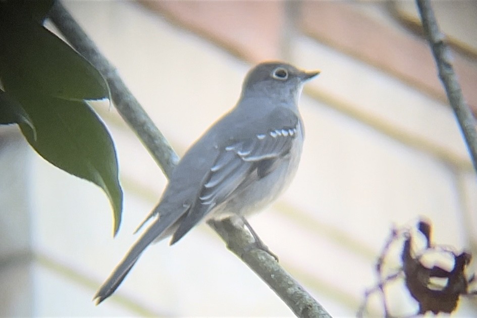 Townsendklarino - ML646650385