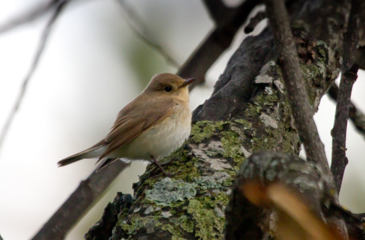 Pigliamosche pettirosso - ML646650388