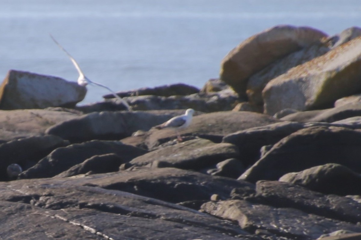 American Herring Gull - ML646650399