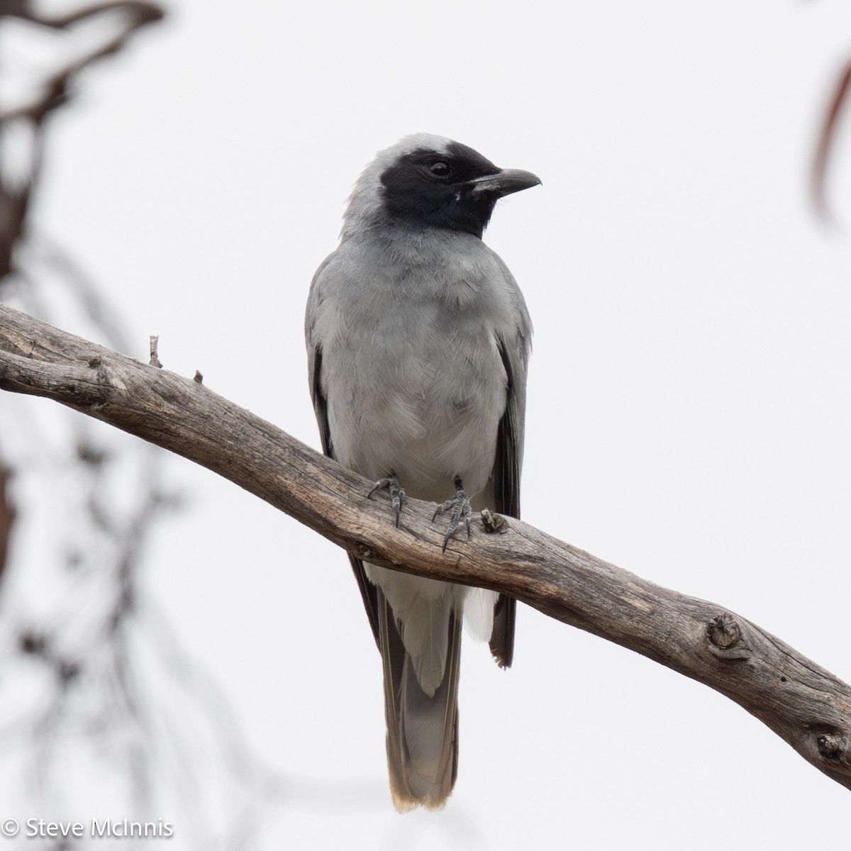 Black-faced Cuckooshrike - ML646650401
