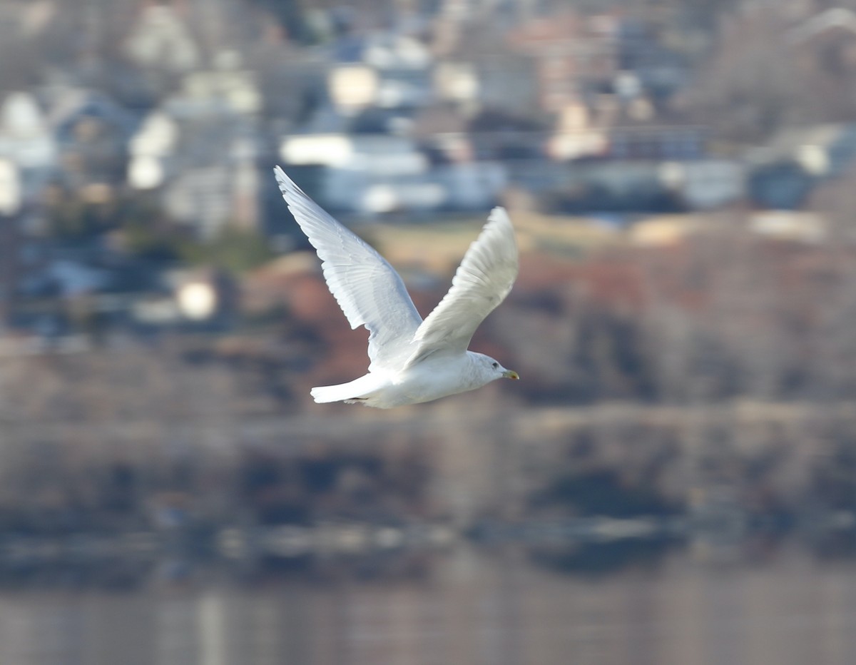 Grönland Martısı - ML646650402