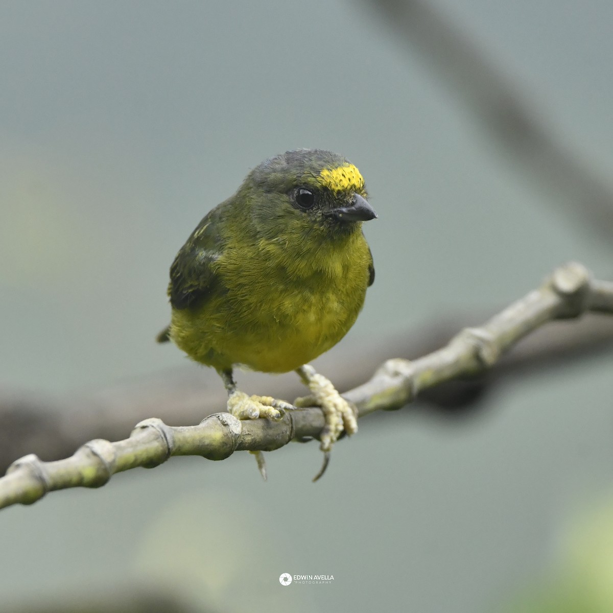 Bronze-green Euphonia - ML646650403
