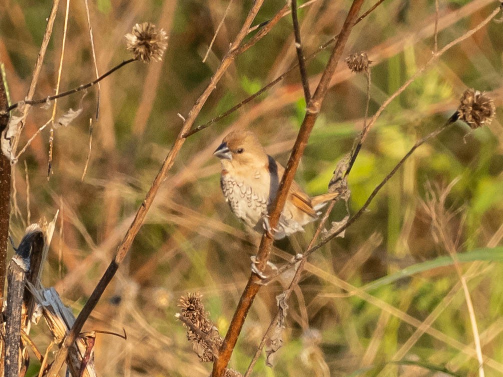 Capuchino Punteado - ML646650404