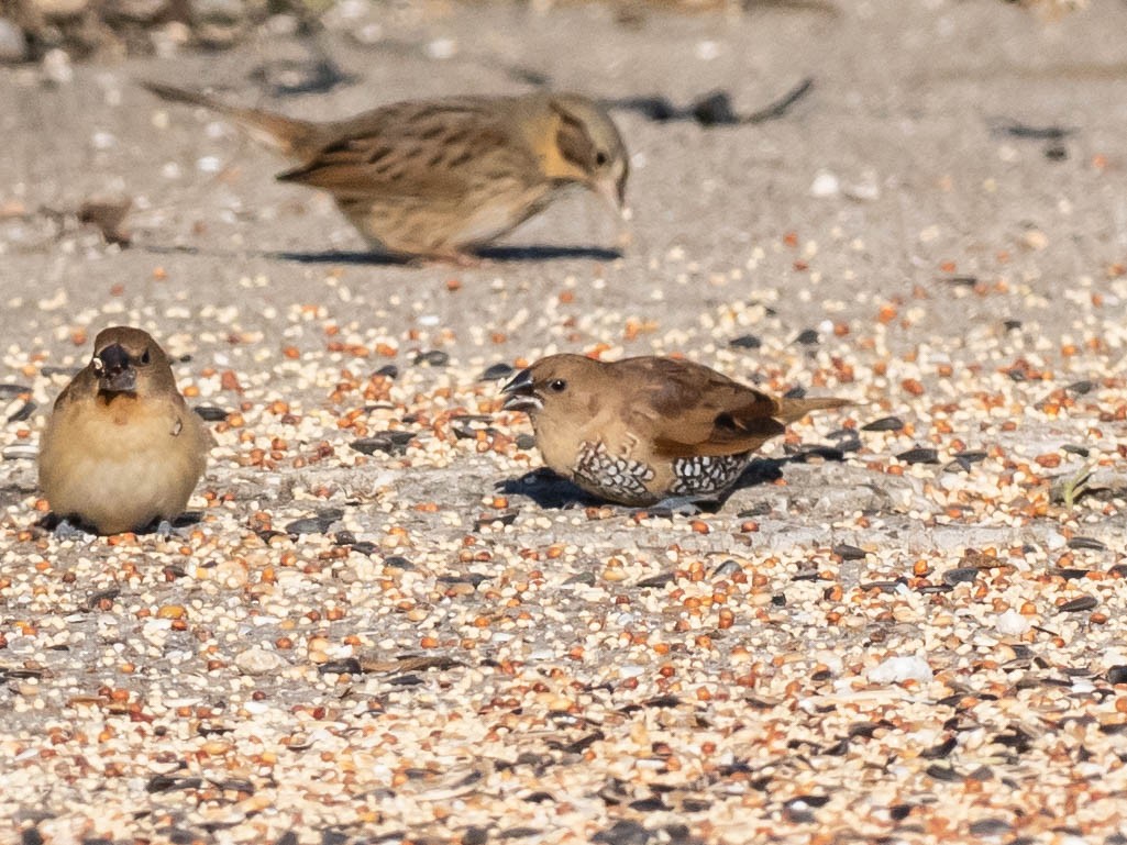 Capuchino Punteado - ML646650405