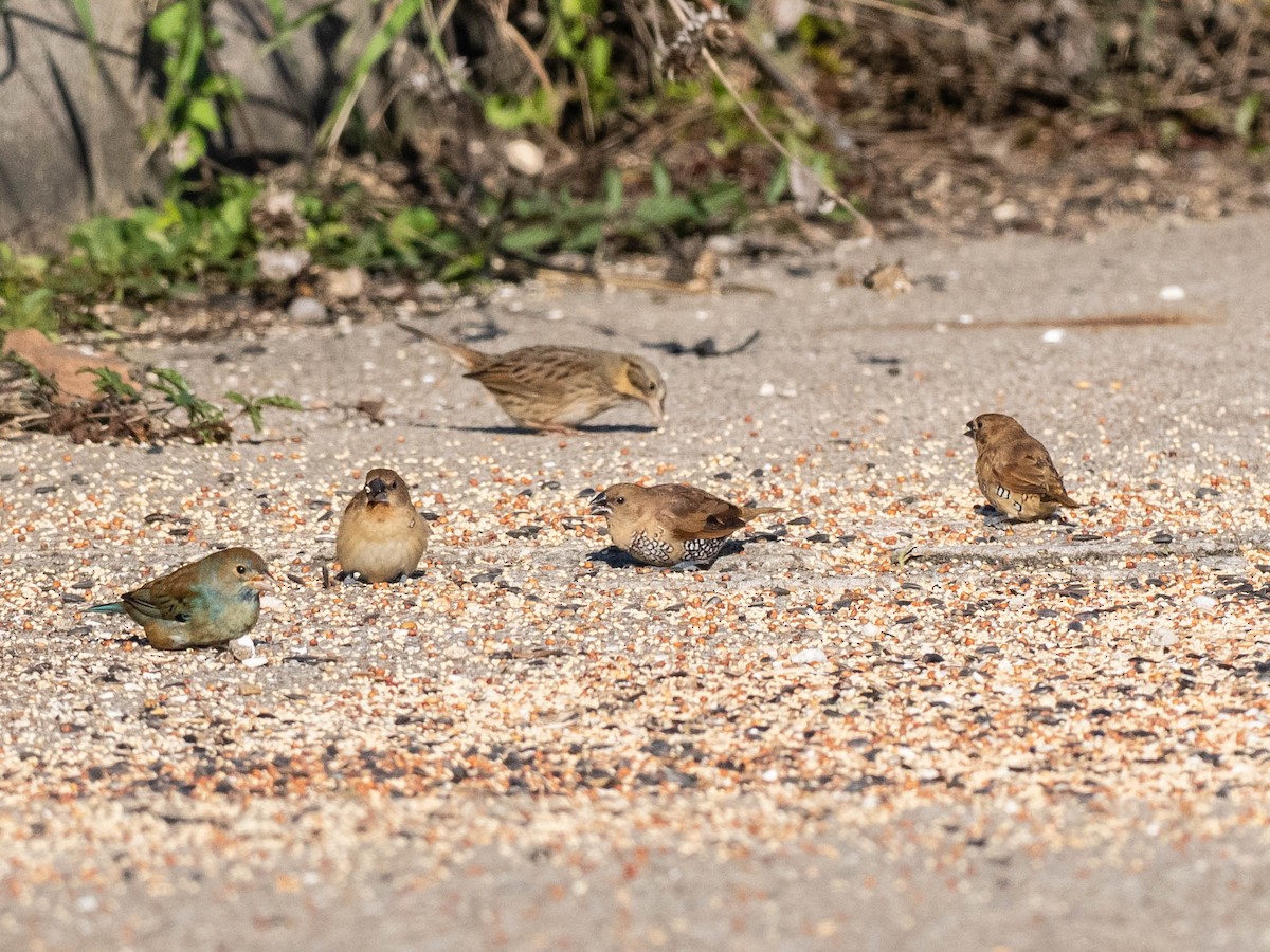 Capuchino Punteado - ML646650406