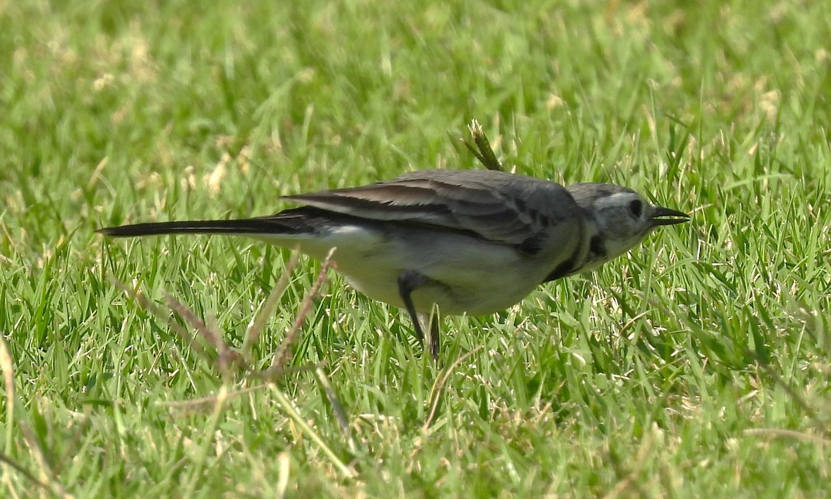 Bergeronnette grise - ML646650407