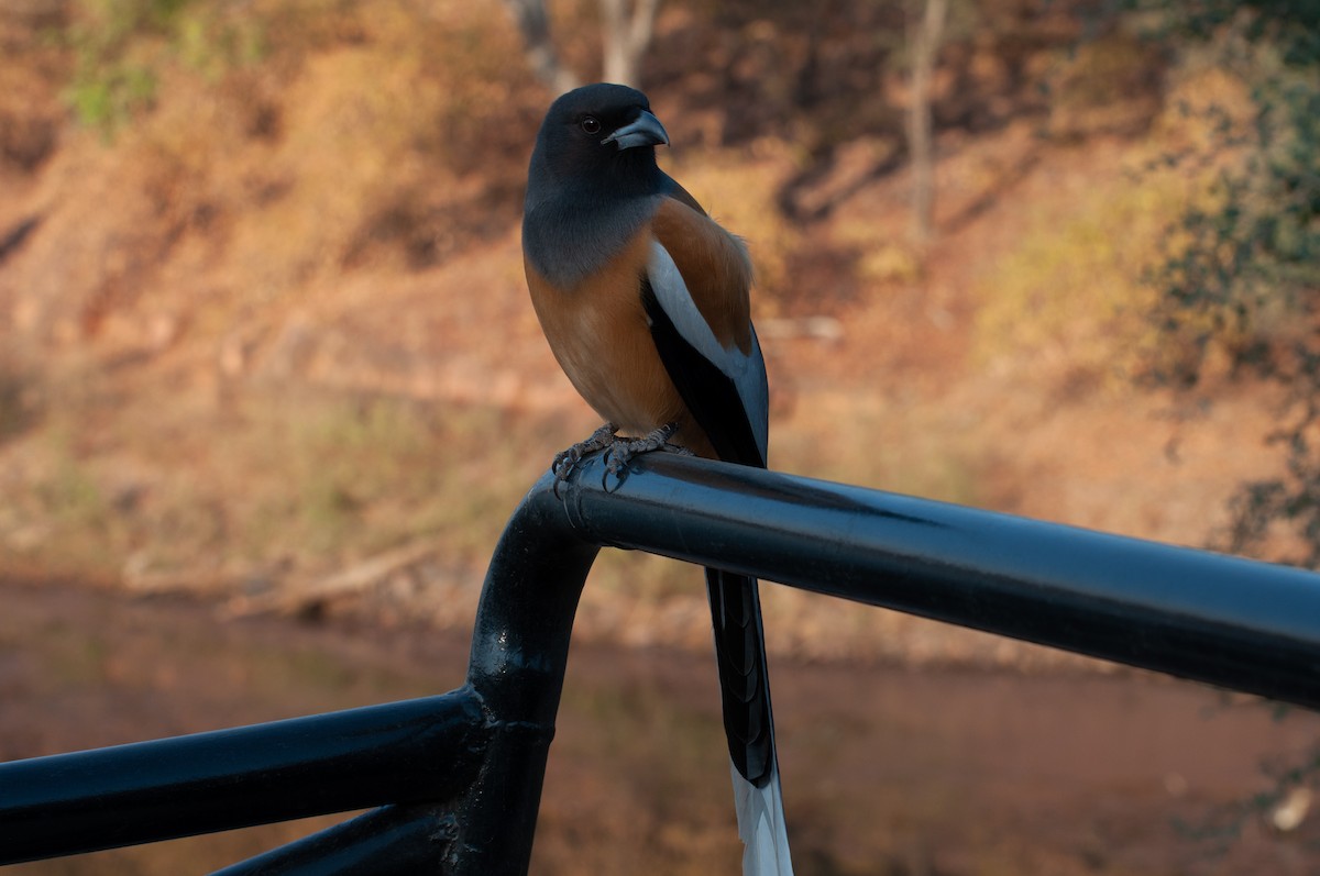 Rufous Treepie - ML646650408