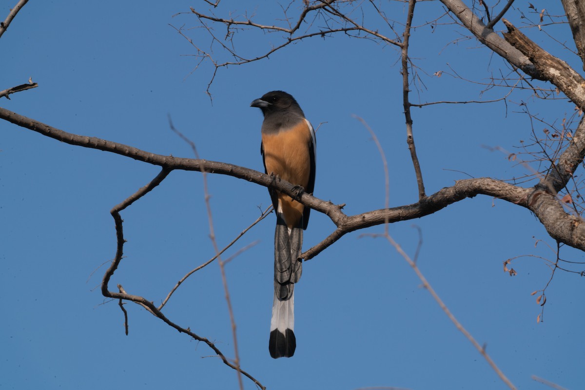 Rufous Treepie - ML646650409