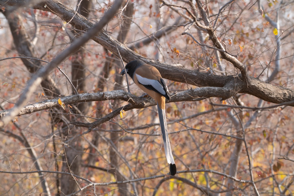 Rufous Treepie - ML646650410