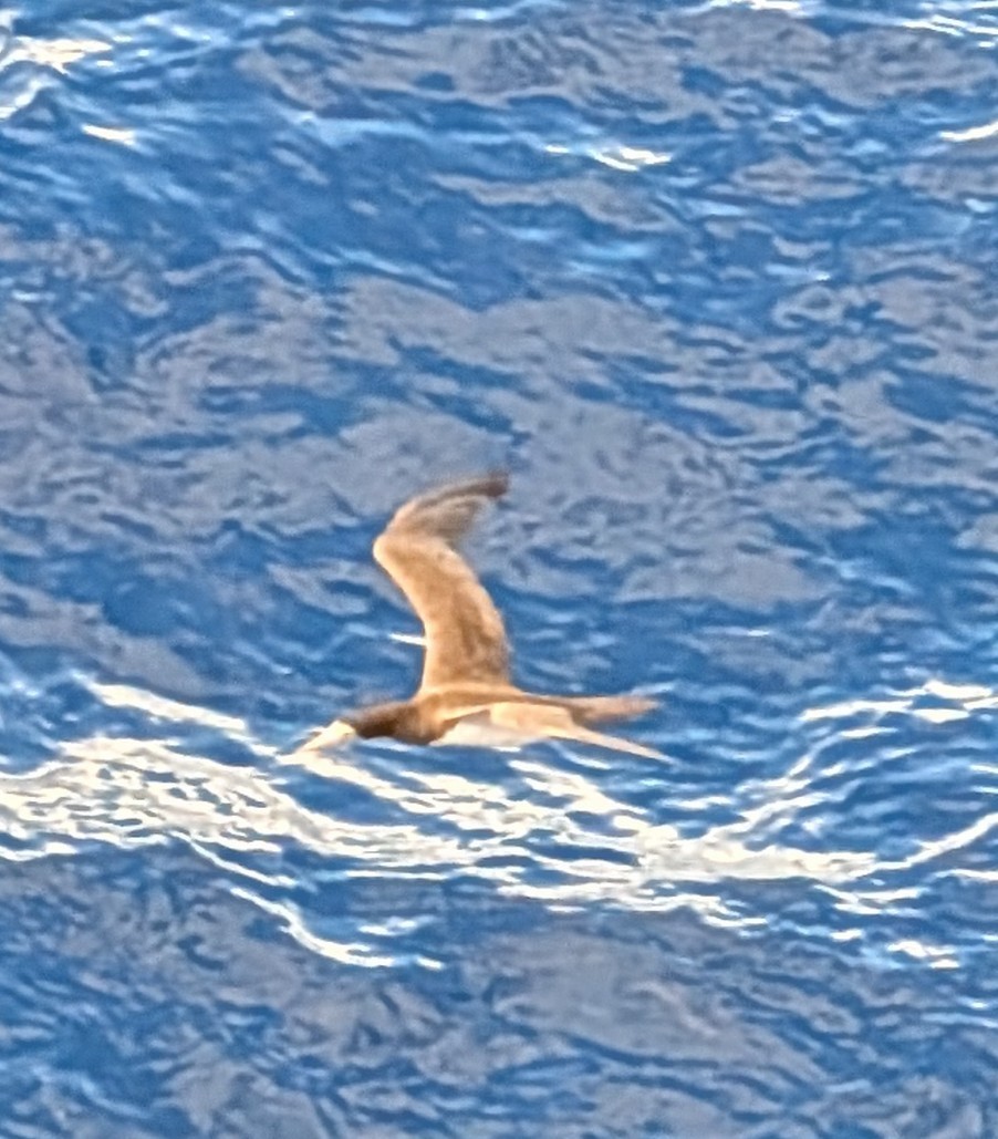 Brown Booby - ML646650411