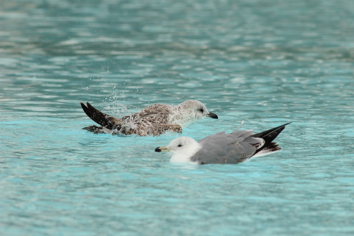Yellow-legged Gull - ML646650412