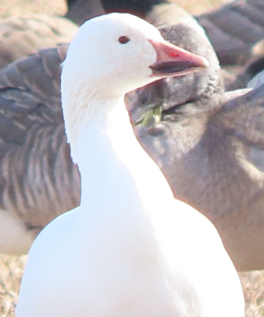 Snow Goose - ML646650413