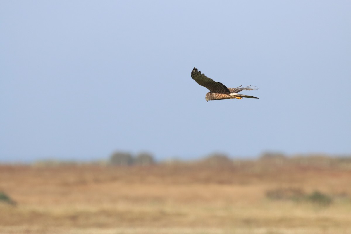 Cinereous Harrier - ML646650414