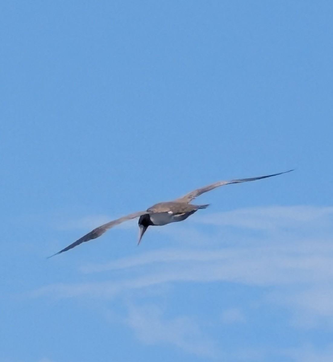 Brown Booby - ML646650416