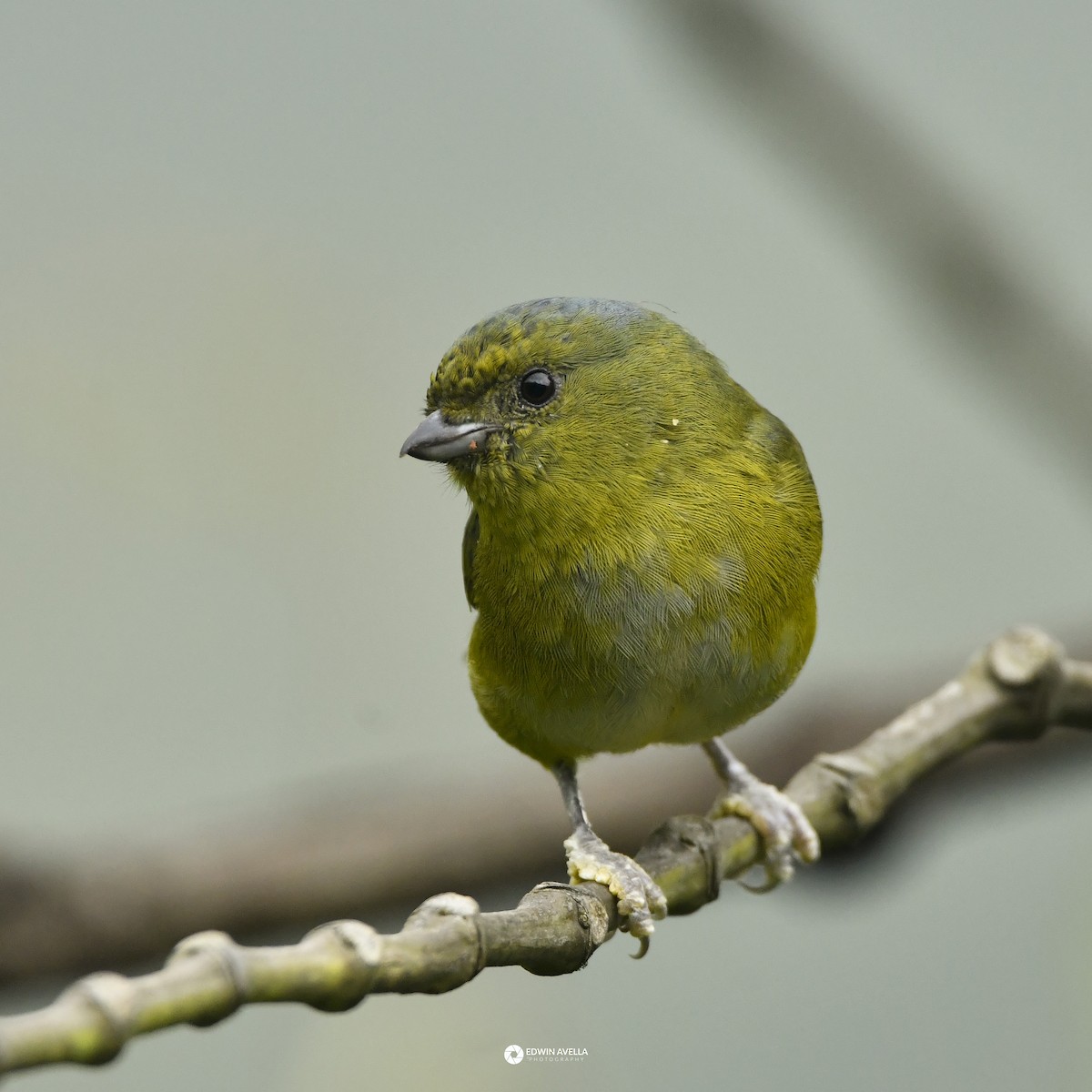 Bronze-green Euphonia - ML646650417