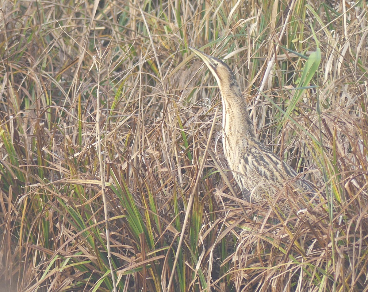 Eurasian Bittern - ML646650418