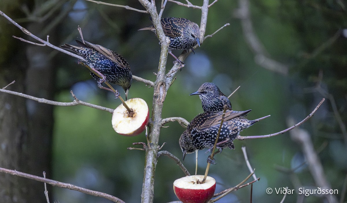 European Starling - ML646650419