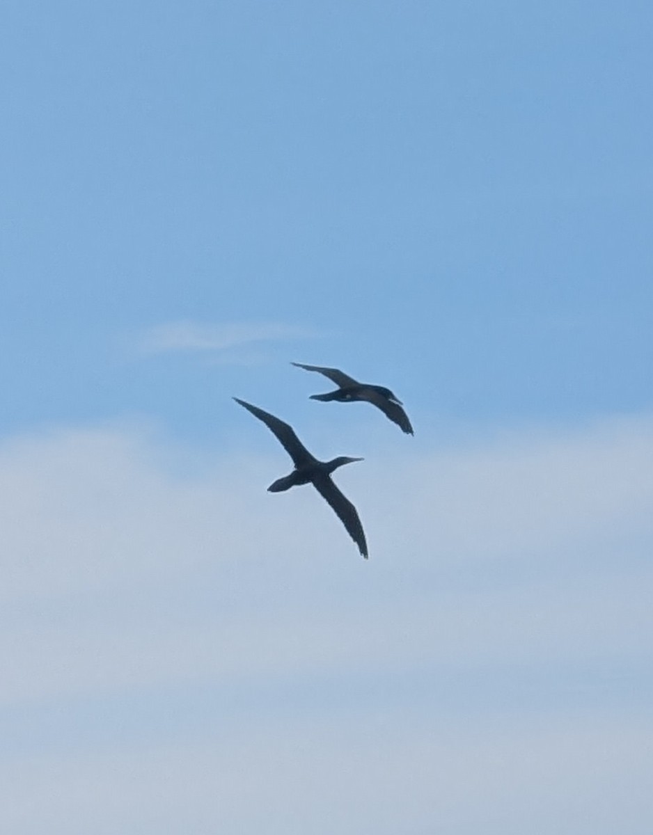 Brown Booby - ML646650420