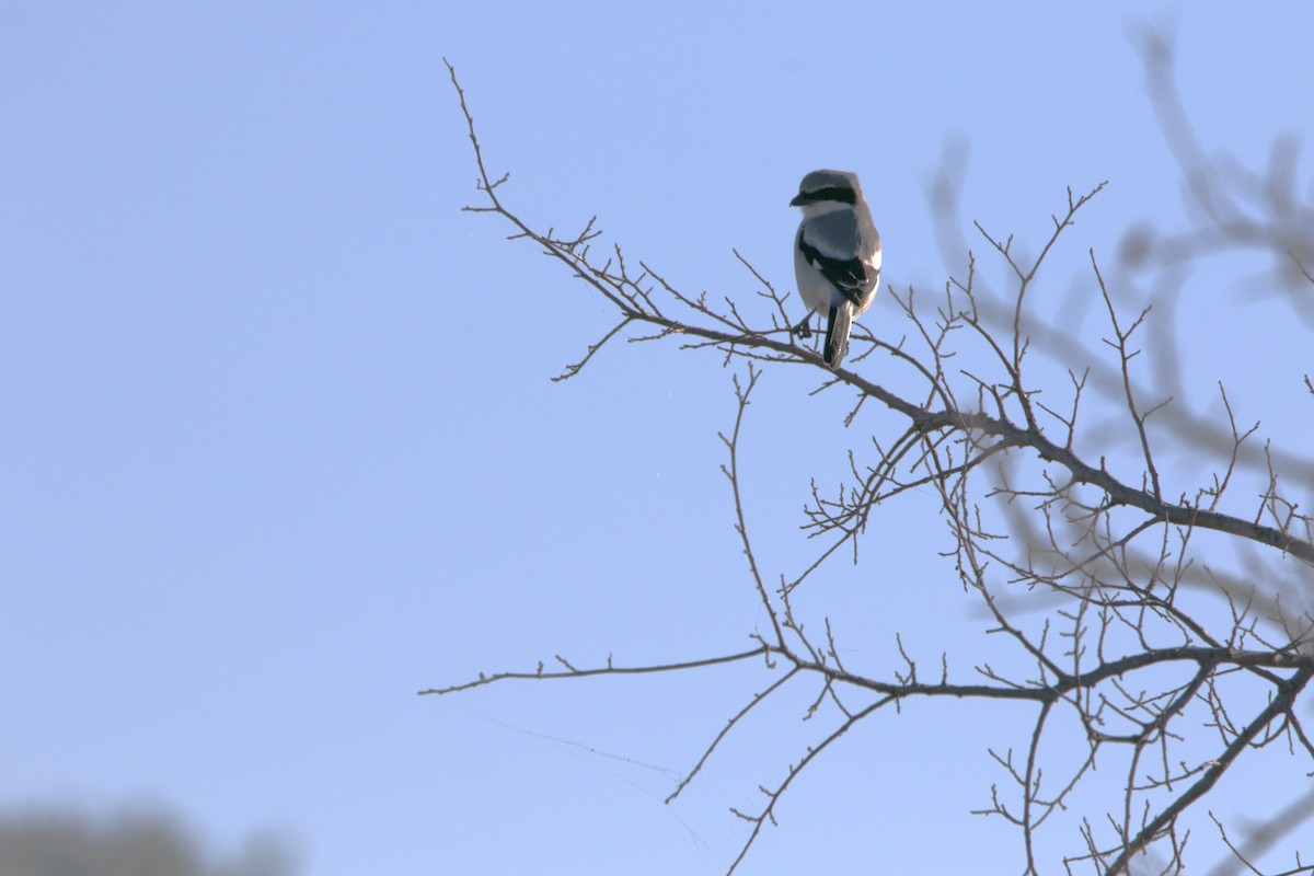 Pie-grièche migratrice - ML646650421