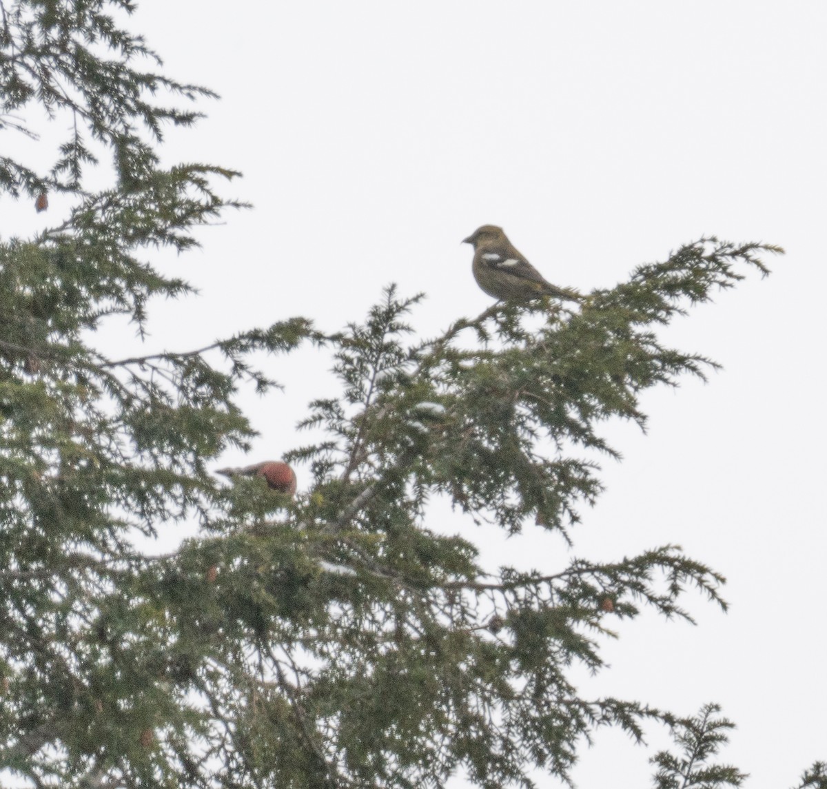 Шишкар білокрилий - ML646650423