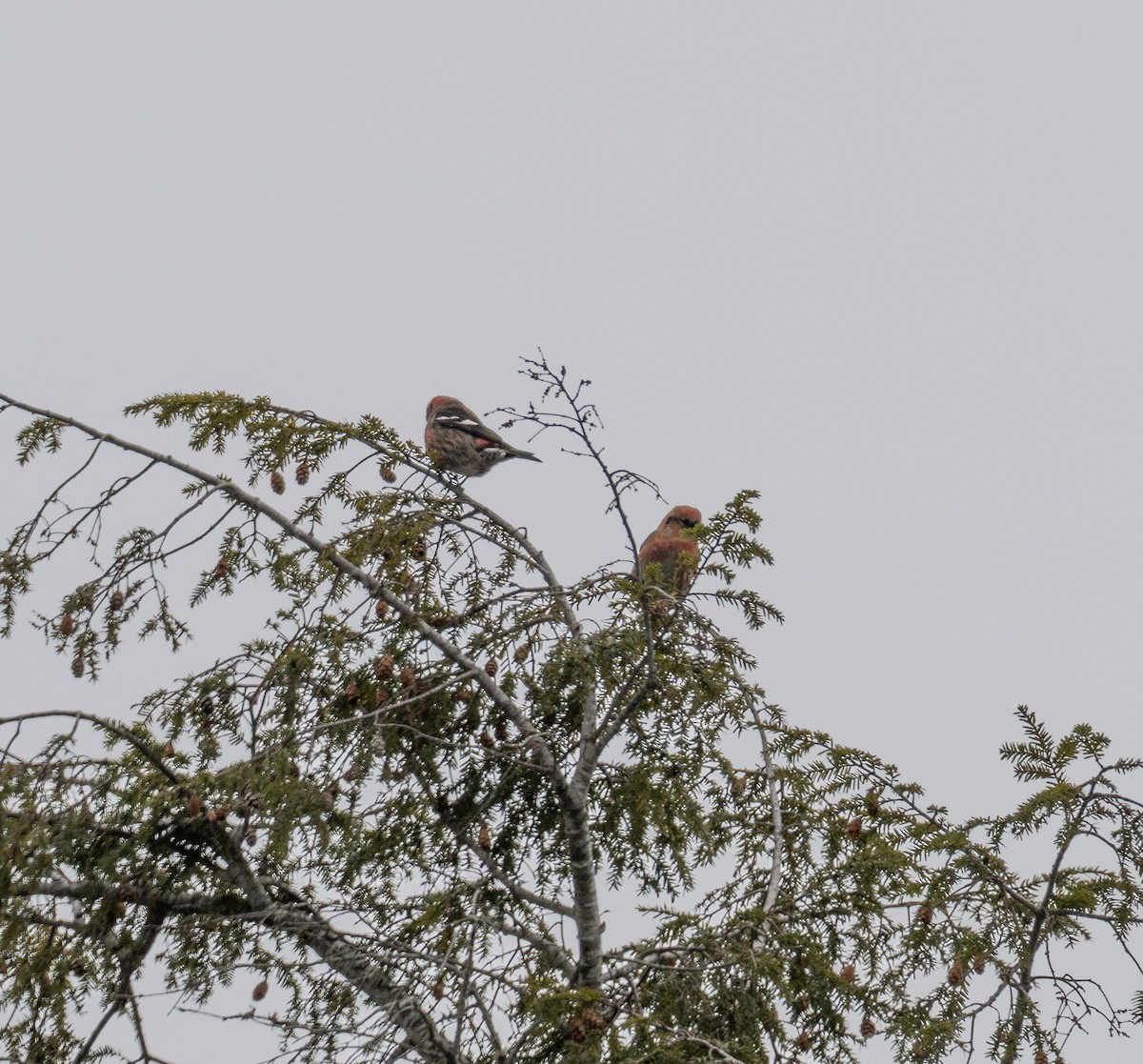 Шишкар білокрилий - ML646650425